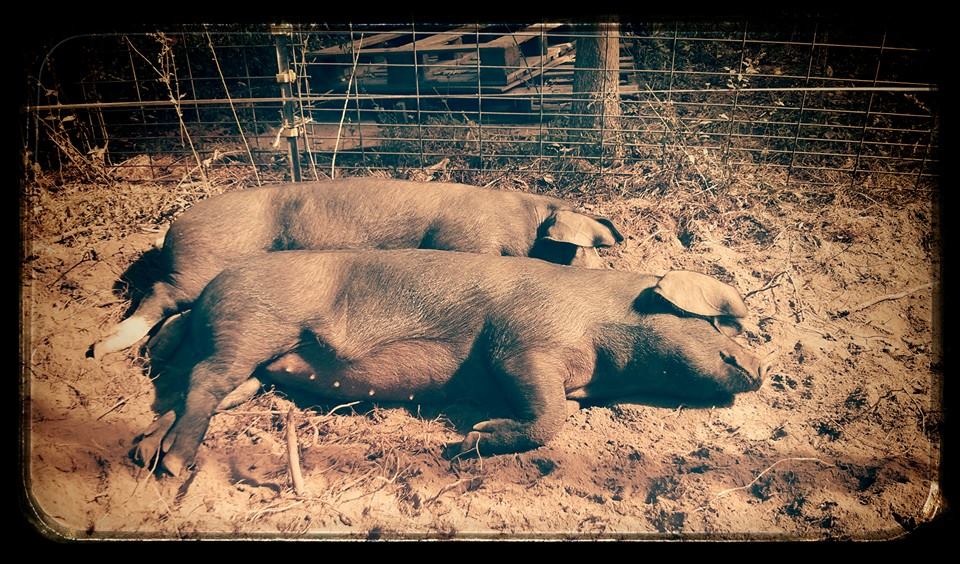 spooning pigs.jpg