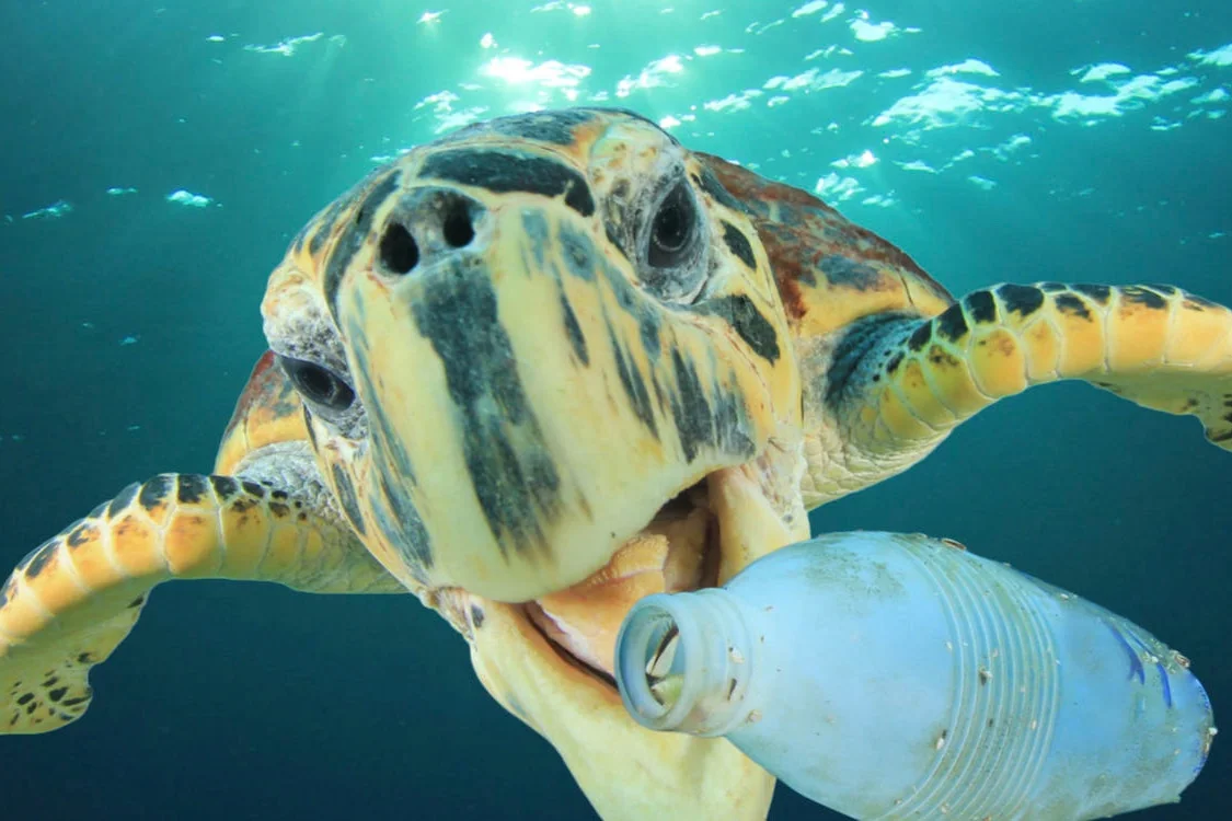 EchoPanel+Schildkroete+PETflasche+Recycling+Raumakustik+Bellton.jpg