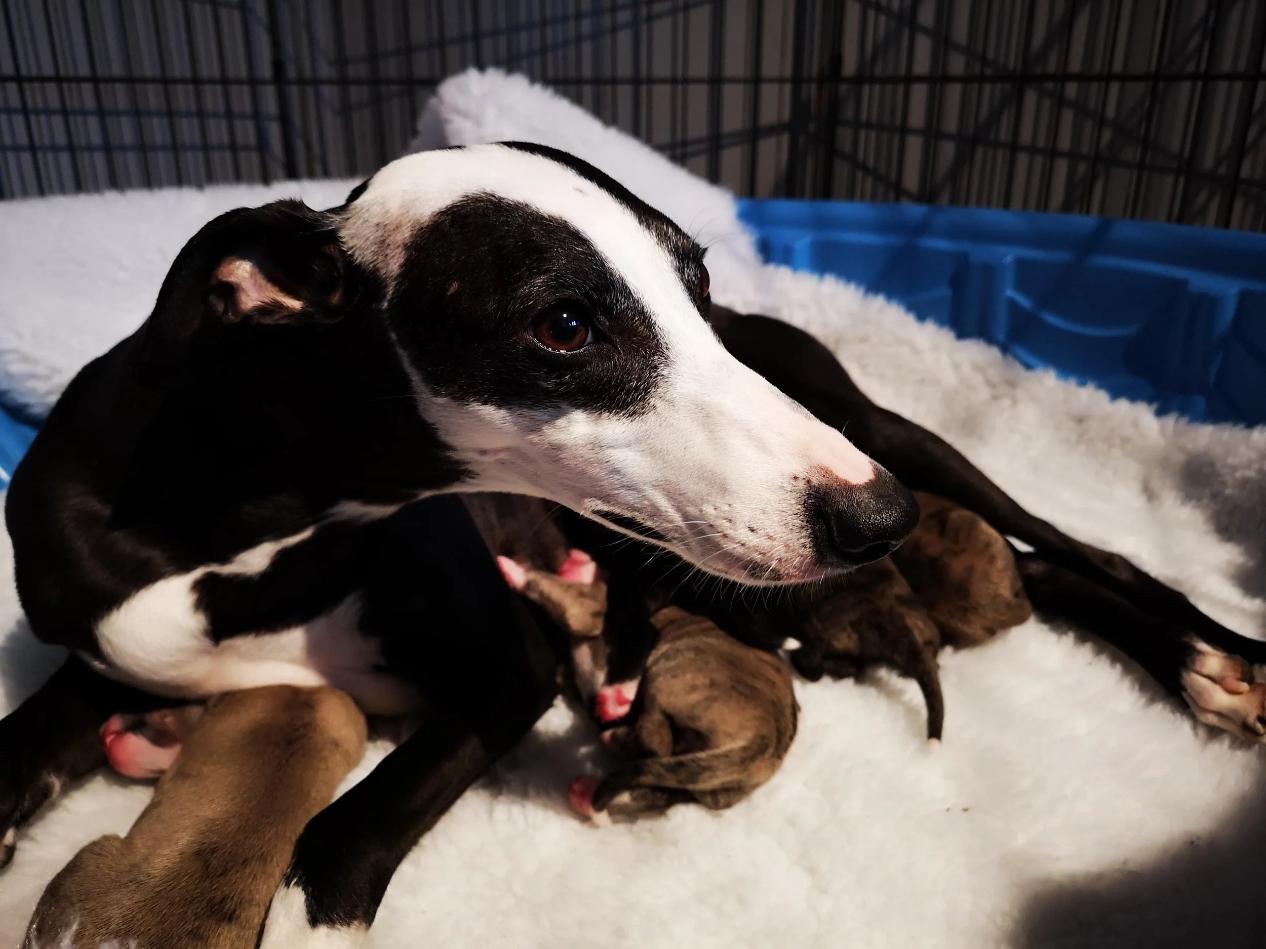 sterling silver dog tag pendant