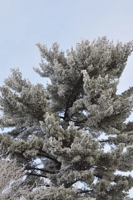 minnesota_landscape_winter.jpg