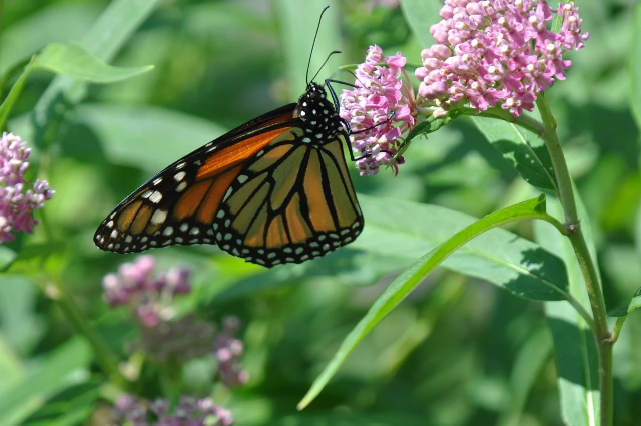 monarch_on_asclepias.jpg