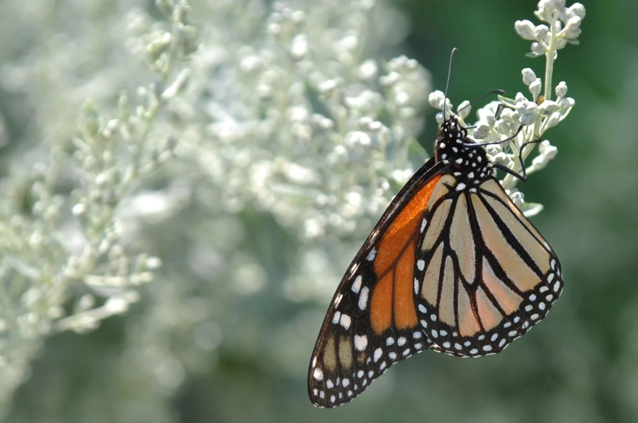 monarch_on_sage_.jpg