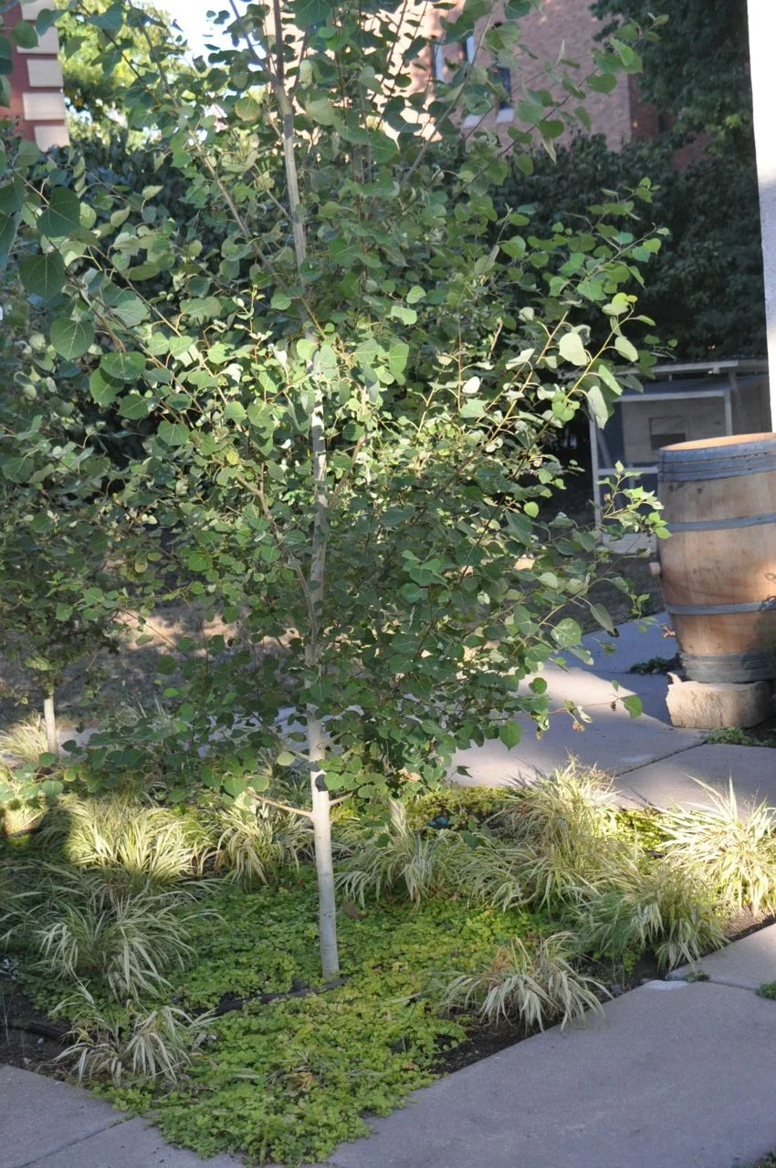 japanese_forest_grass_quaking_aspen_grove_minneapolis_landscape_installation.jpg