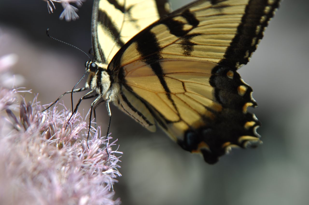 minnesota_butterfly_gardens_landscapes.jpg