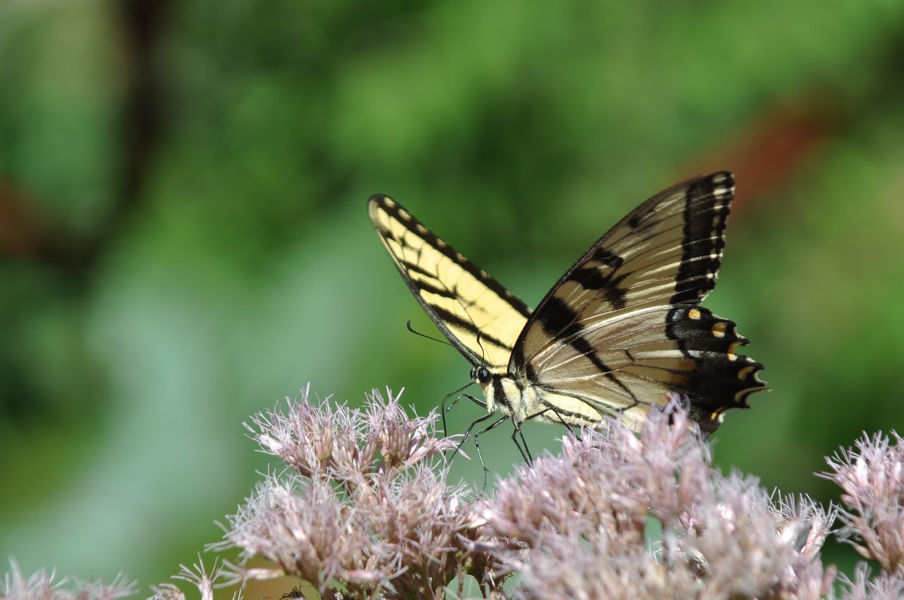swallowtail_butterfly_eating_nectar.jpg