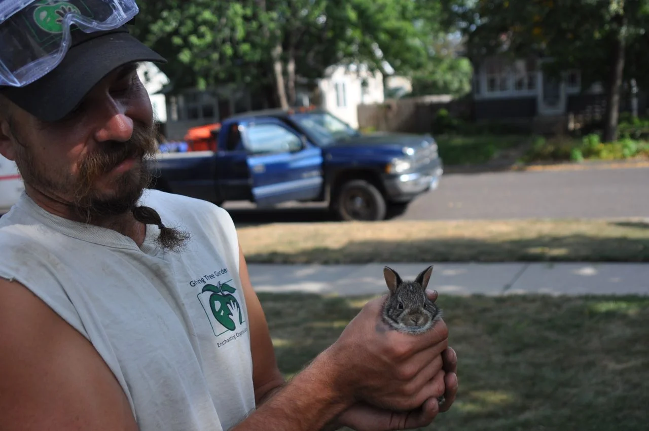 baby_rabbit.jpg