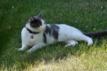 pet-safe-lawn-care.jpg