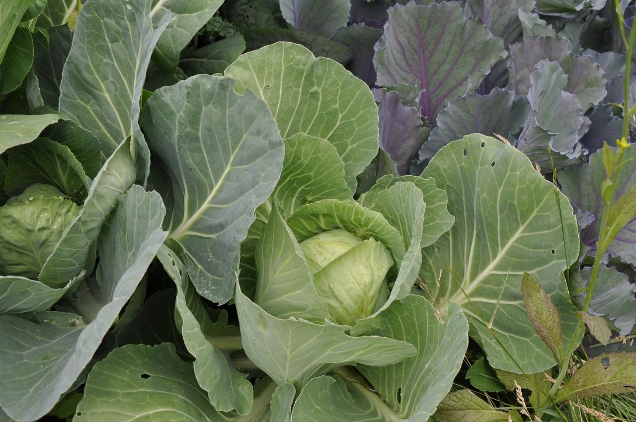 growing_cabbages_0.jpg