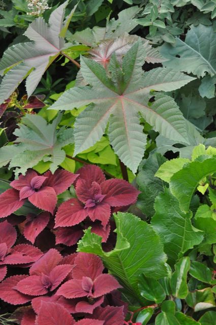 Castor_Bean_Plant_Minnesota.jpg