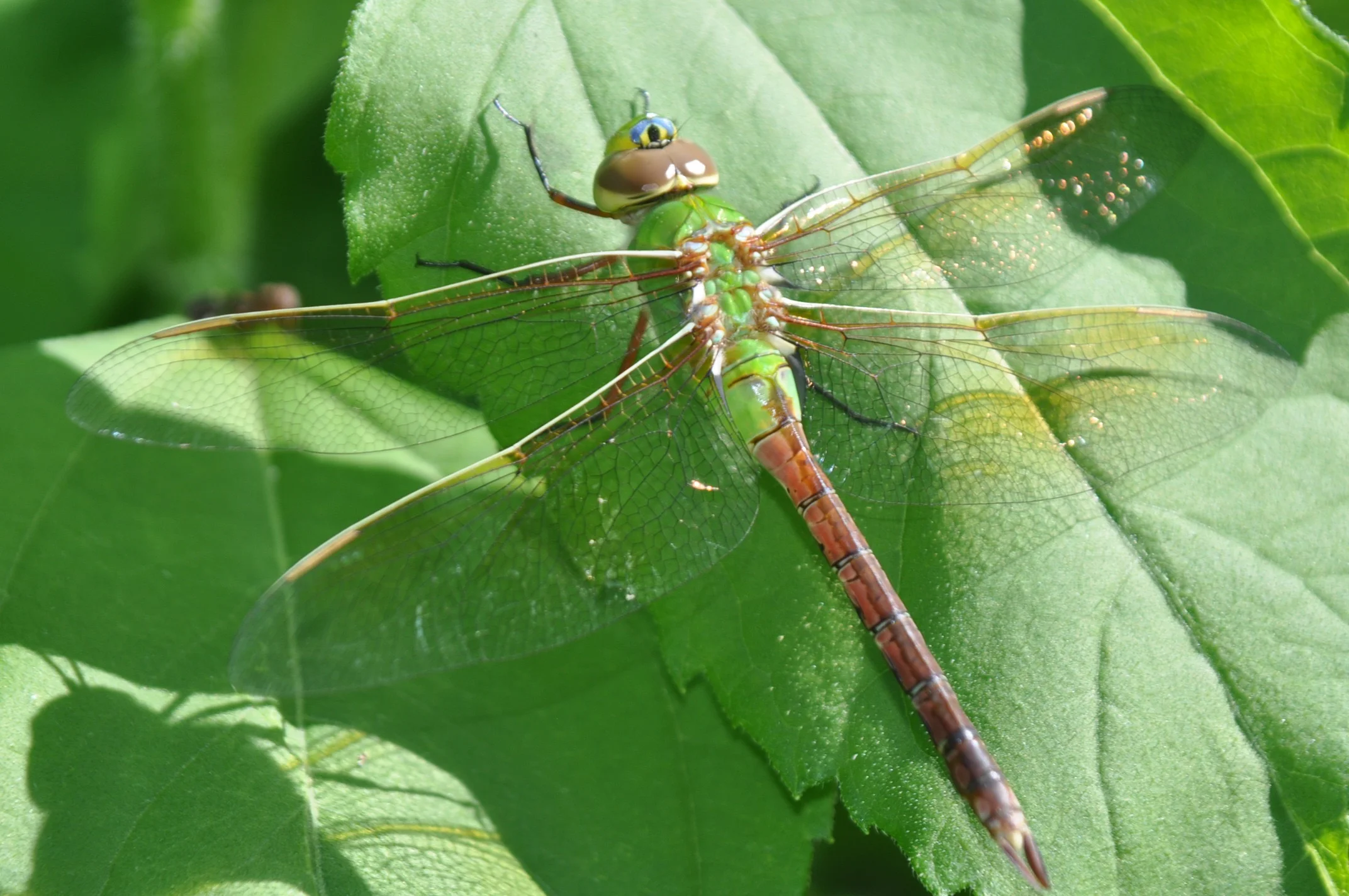 DSC_0011.jpg