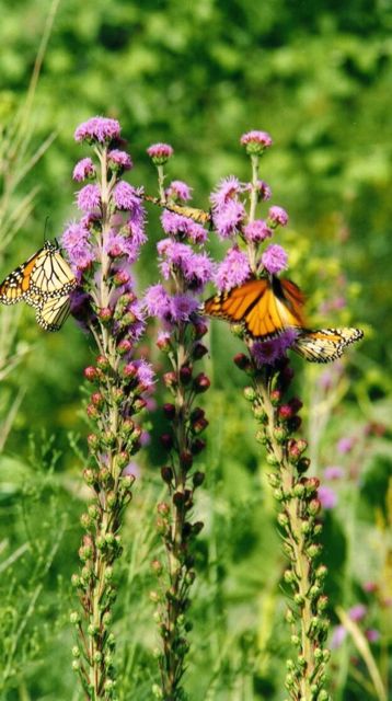 gardening_for_butterflies.jpg