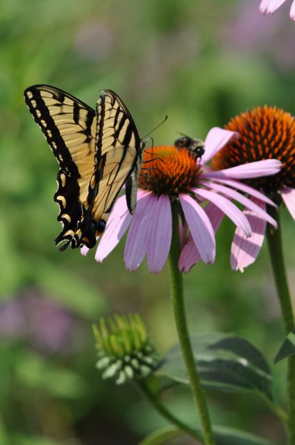 habitat_restoration_minneapolis.jpg