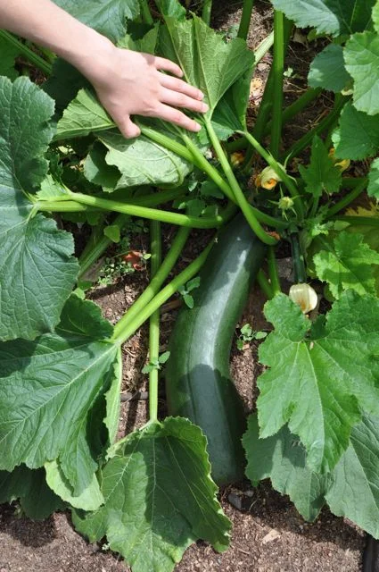 growing_organic_vegetables_in_the_landscape.jpg