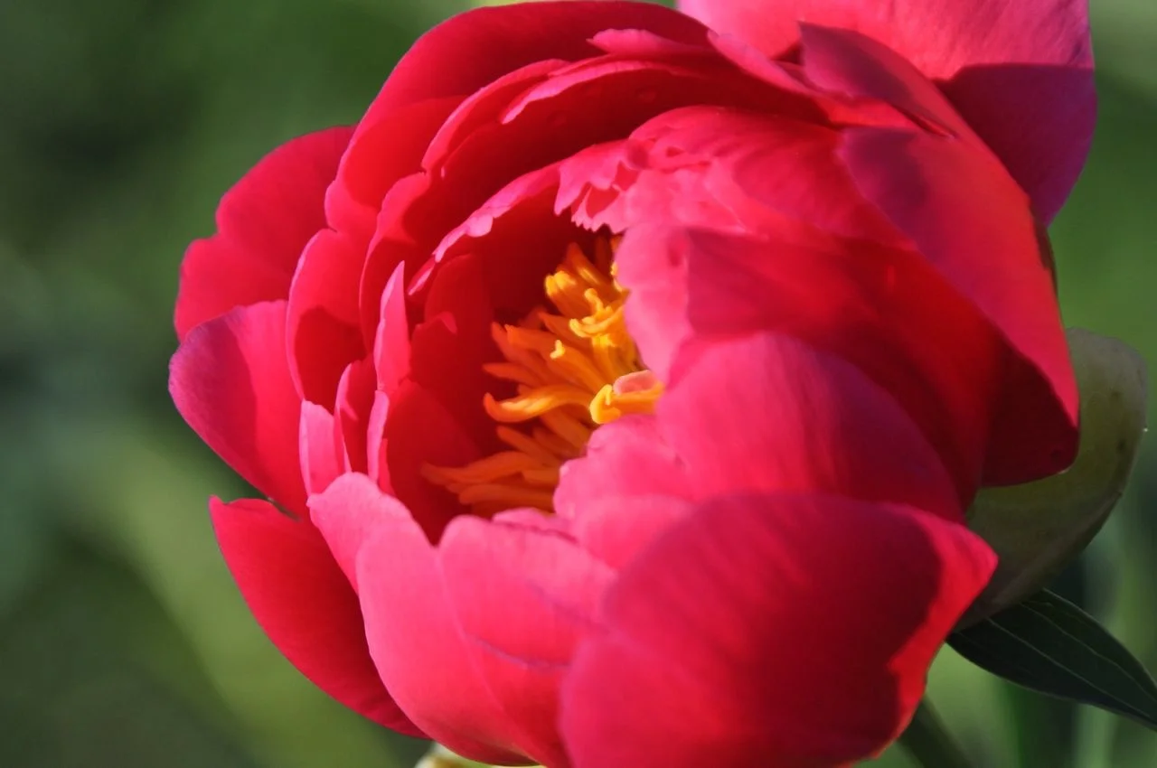 peony_red.jpg