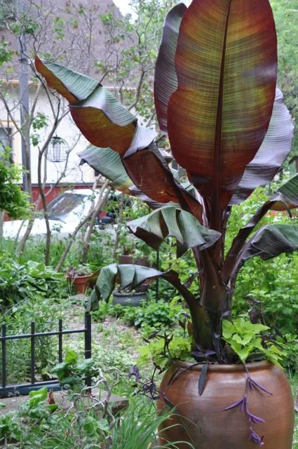 container_gardens_twin_cities.jpg