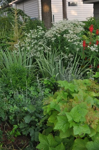 native_plant_rain_garden.jpg