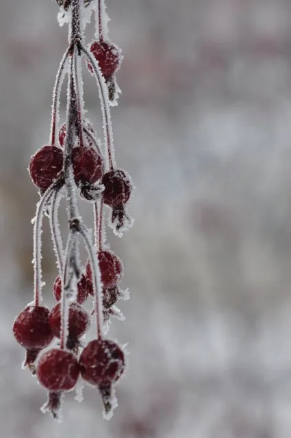 winter_landscape.jpg