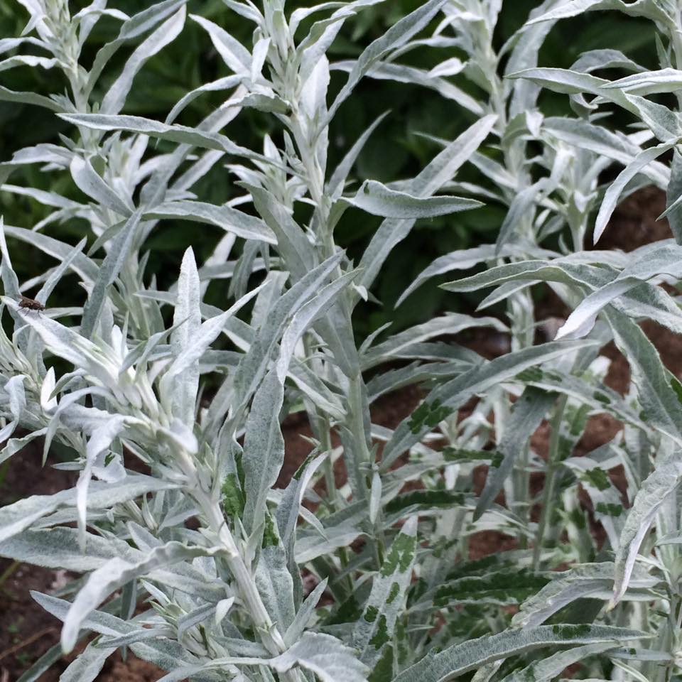 Prairie Sage