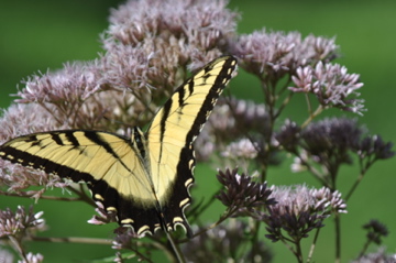 Joe Pye Weed