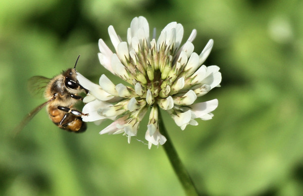 White Clover