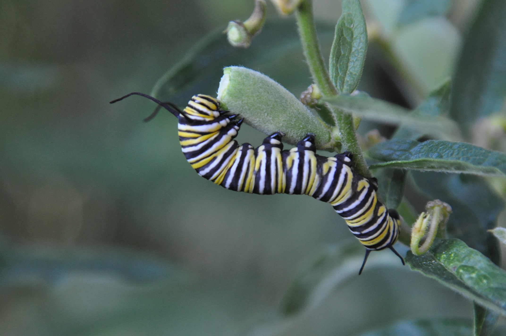 Milkweed