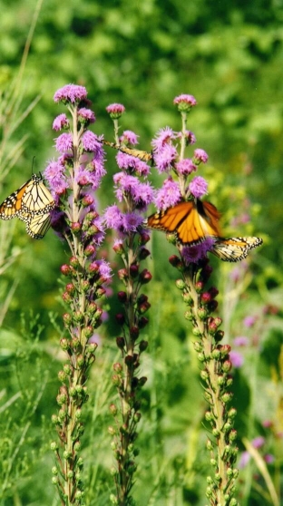 Meadow Blazingstar