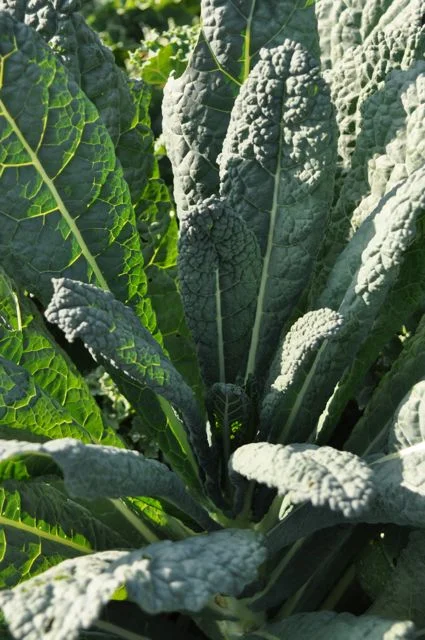 food_gardening_organic_minnesota-jpg.jpg