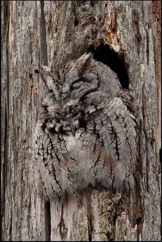 Screech Owl Camouflage