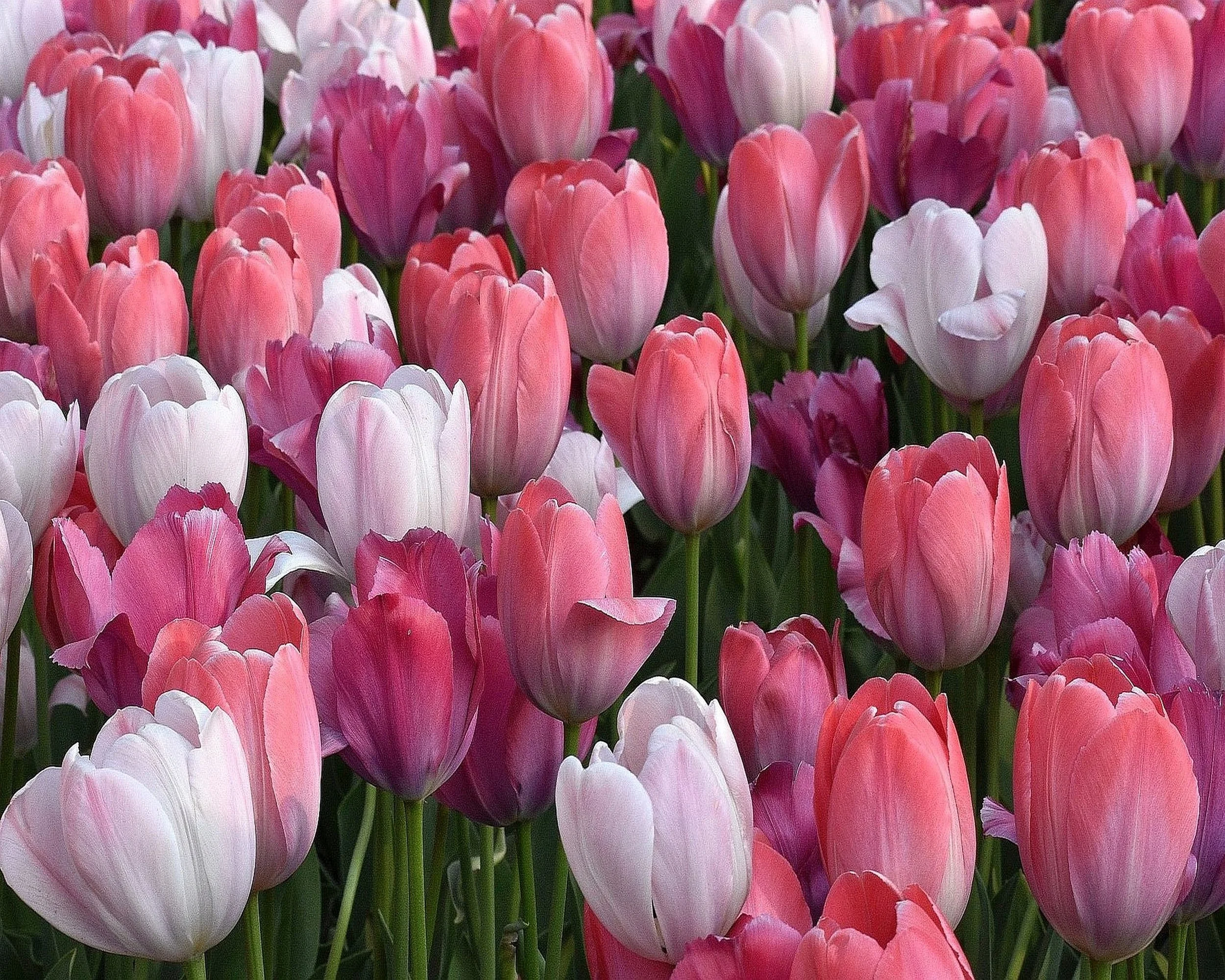 Tulips Pinks and Whites