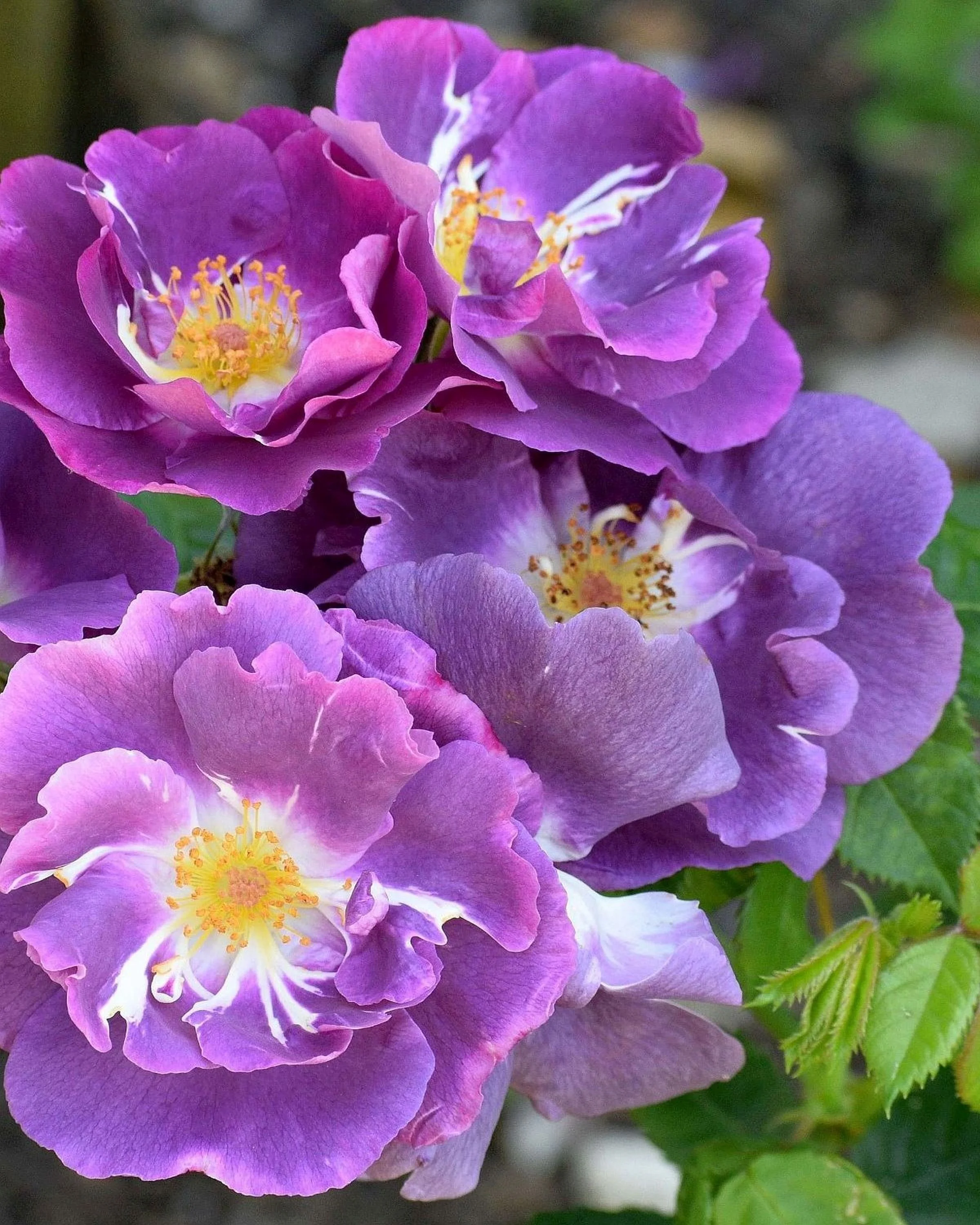 Purple Rose Hip Roses