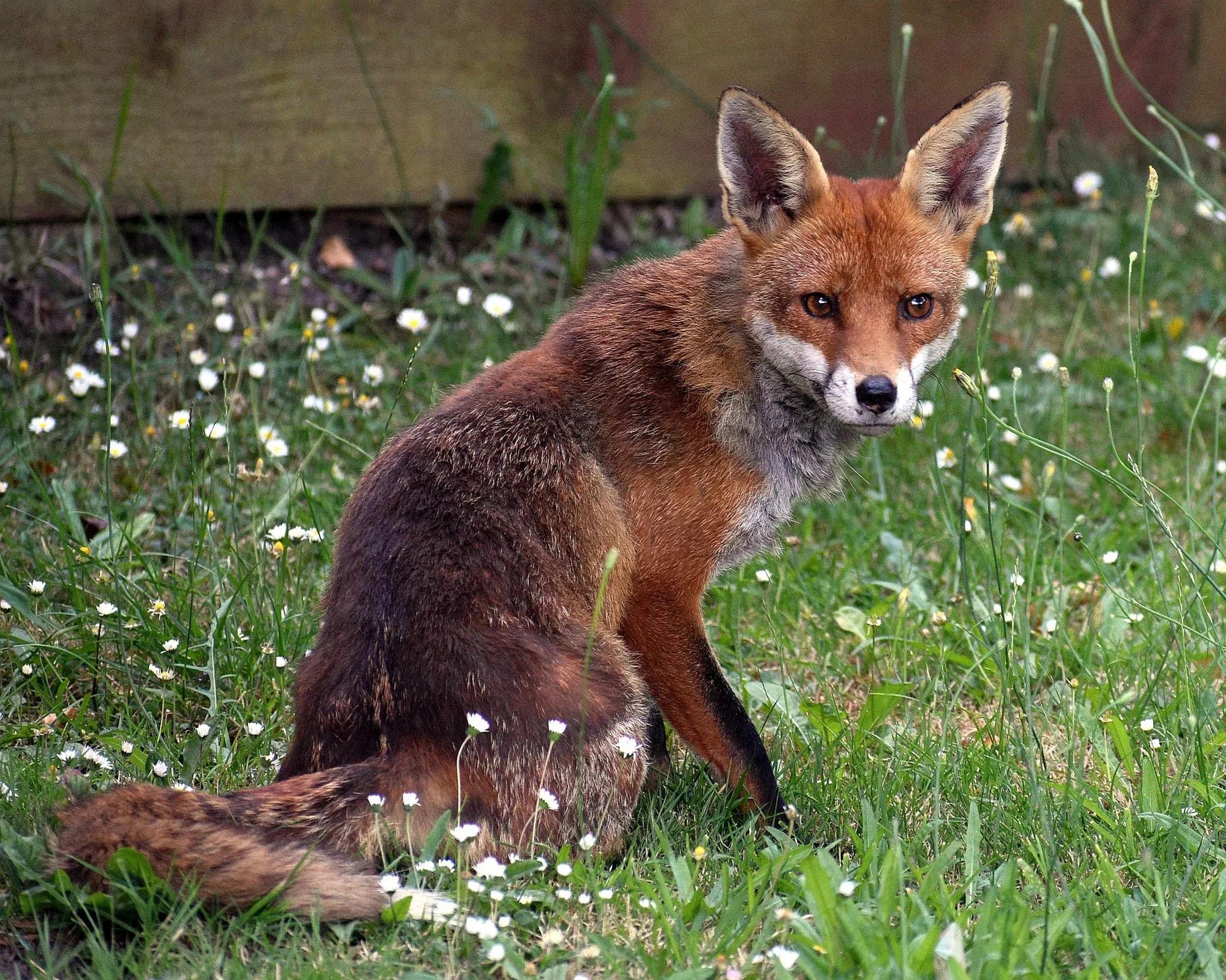 Fox Sitting