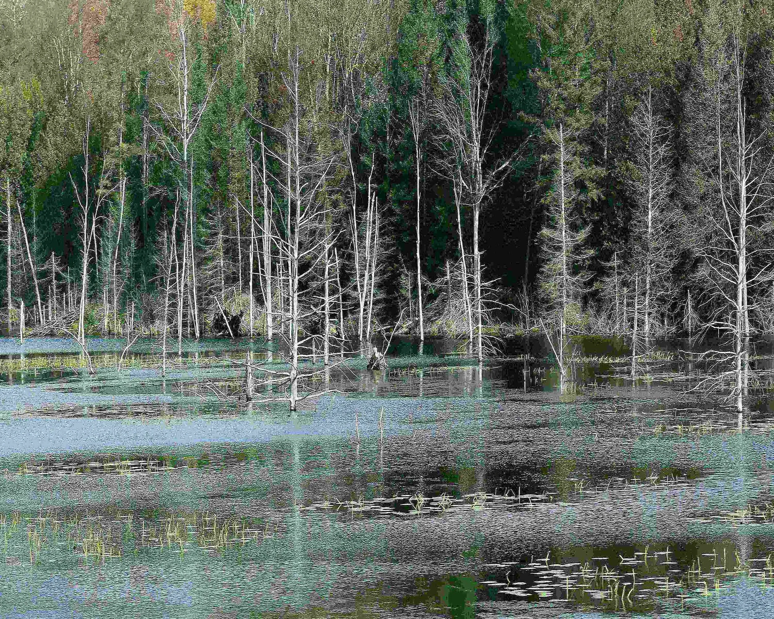 Dead Trees in Swamp by Anita Schlarb