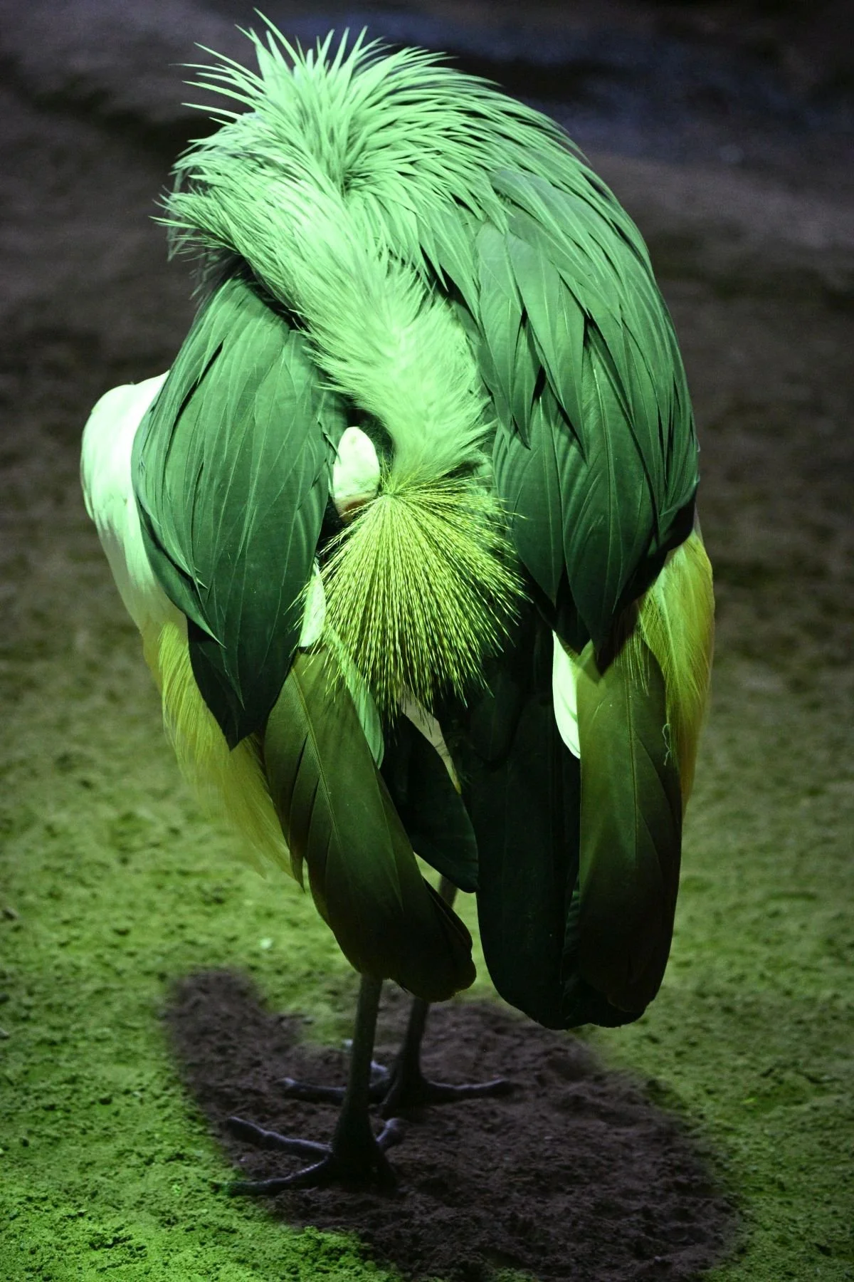 Crown Crane Preening by Anita Schlarb