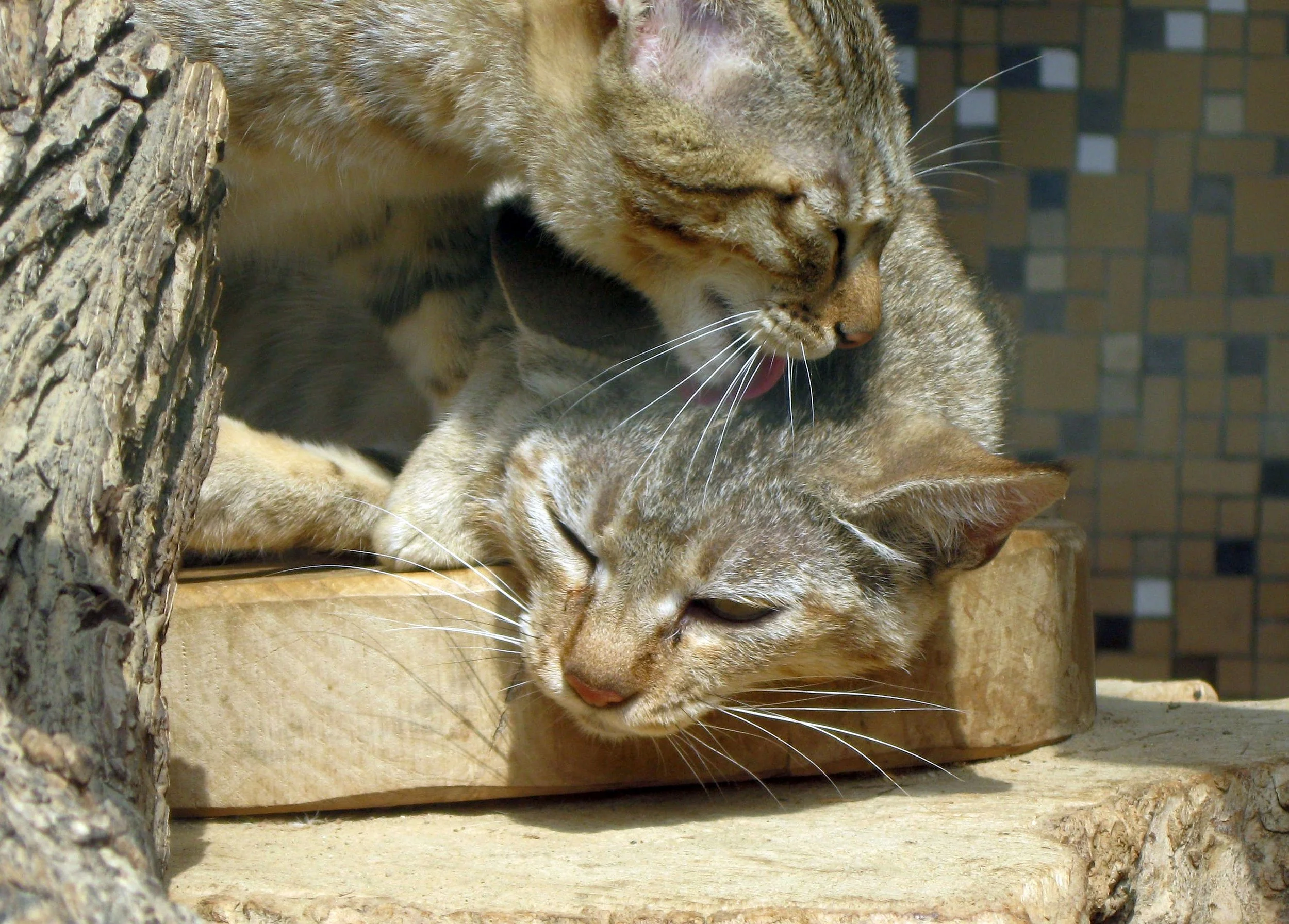 Kittens by Anita Schlarb