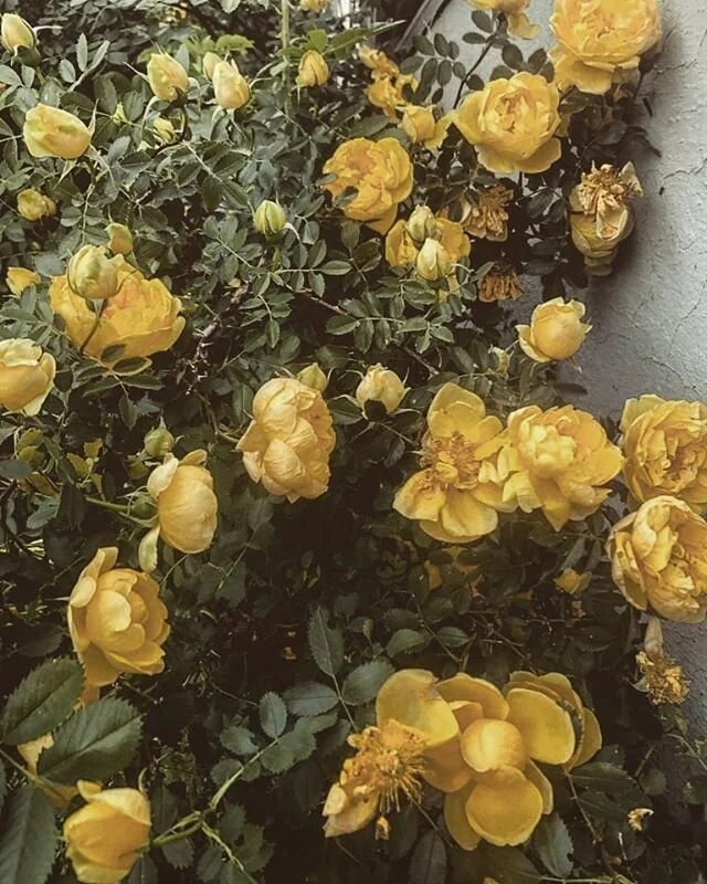 pretty pic taken by my momma @christinesealock3 💛

#bloom #flowers #willowandwheatdesign #sunnydays☀️ #thosecolors #shoplocal #shopyyclocal #shopyeglocal #shopyeg #shopyyc #stalbert #edmonton #barrhead #athabasca #westlock #westlockcounty #vintage #
