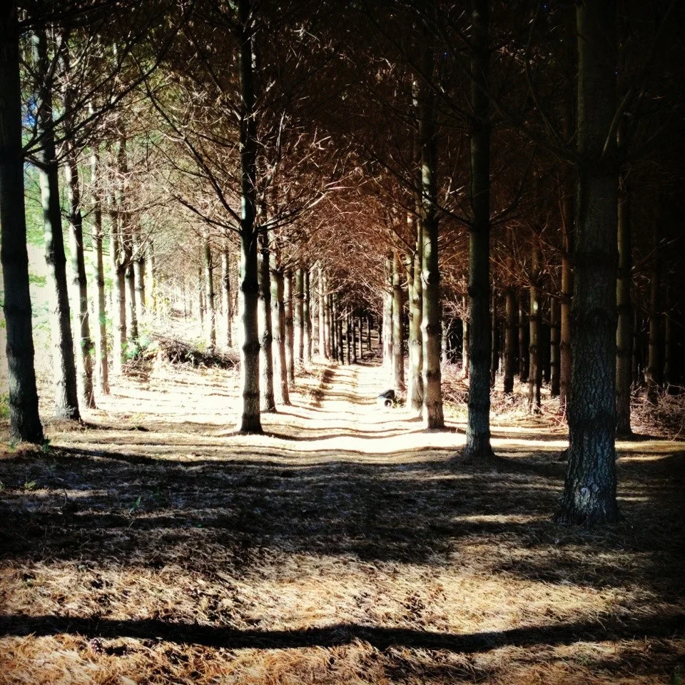 Blue Ridge Parkway Walking Trails