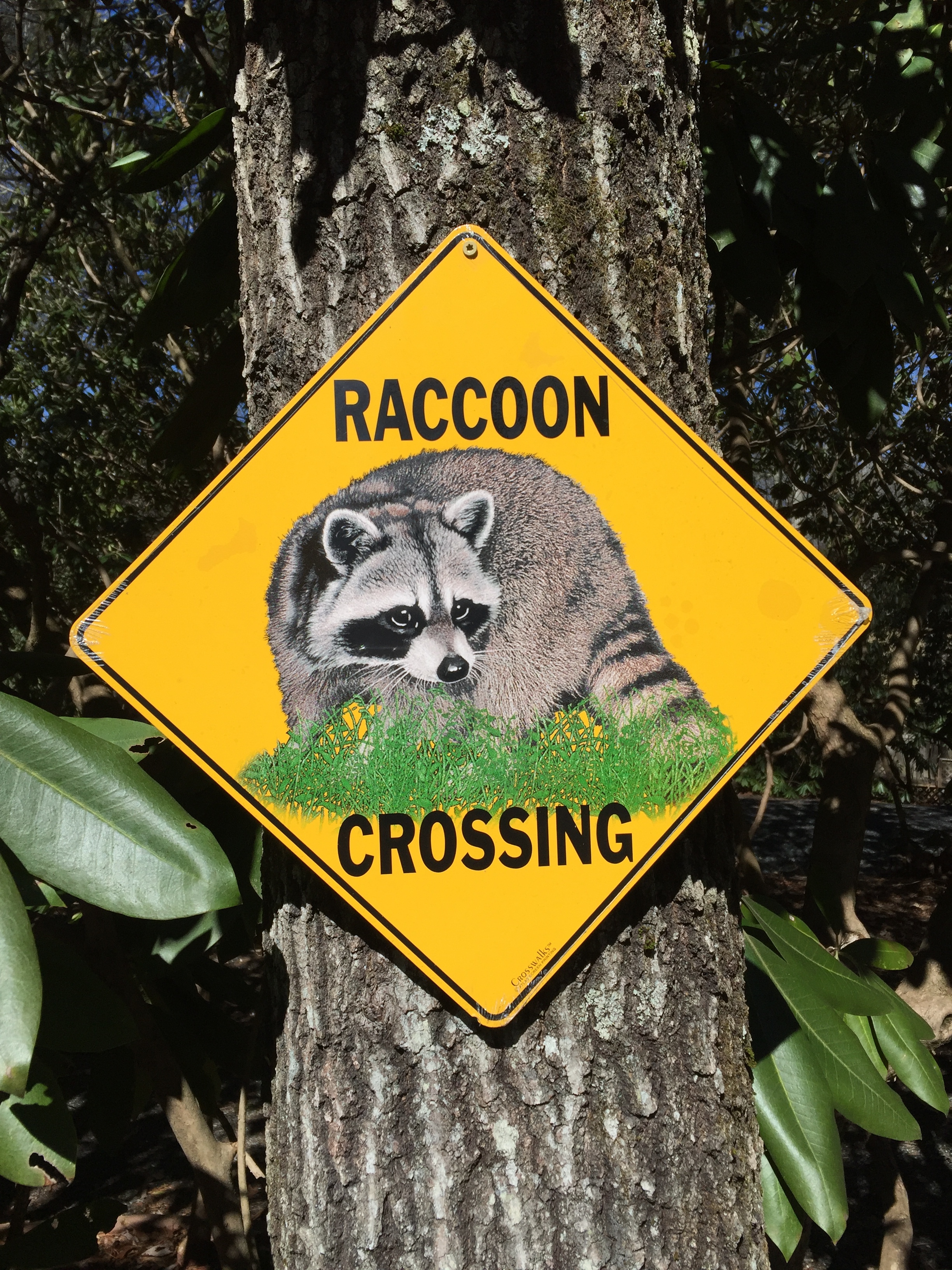 RaccoonCrossing.JPG