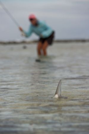 Fly Fisher casting a fly to a tailing bonefish in Belize