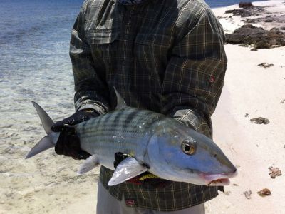 Big Belize Bonefish caught at Turneffe Flats while fly fishing