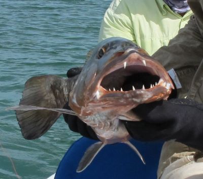 Turneffe Flats Belize Fishing