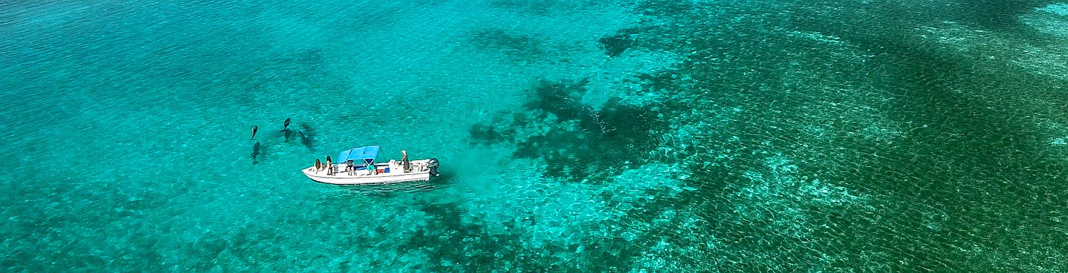 Eco-tours in Belize, Dolphin and Manatee tours at Turneffe Atoll