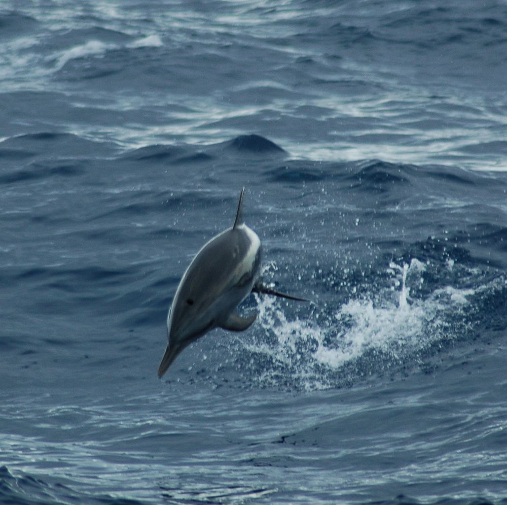 Bottlenose dolphins on Turneffe Atoll
