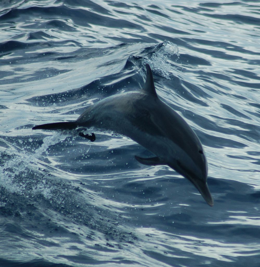 Belize dolphin eco-tours at Turneffe Atoll