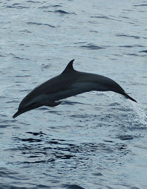 Eco-adventures dolphins tours