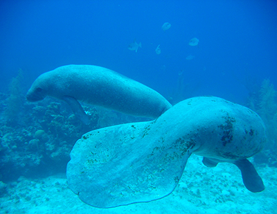 Scuba diving with manatees is a rare treat.
