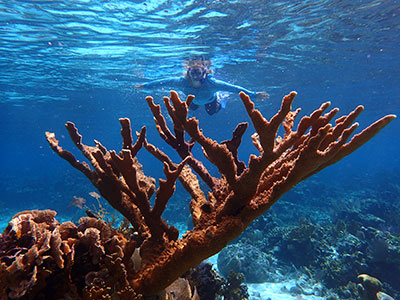 snorkeling over elkhorn coral
