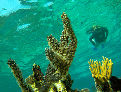 snorkeler with soft coral in Belize