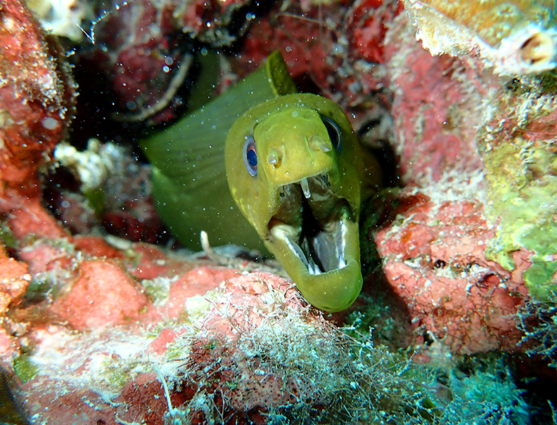 Moray Eel in the coral of Belize