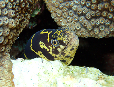 spotted moray eel seem while snorkeling in Belize