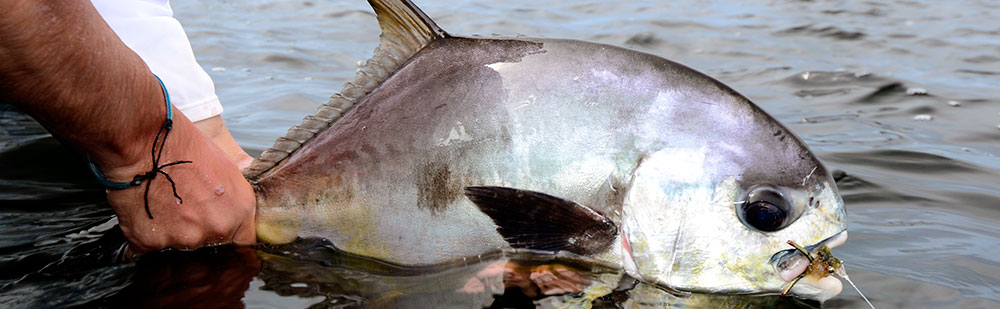Permit being release after be caught while fly fishing in Belize at Turneffe Flats